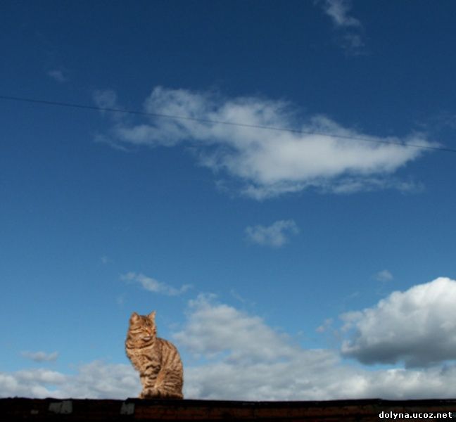 кошки