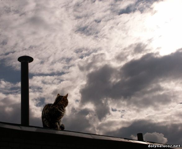 кошки