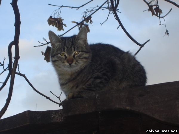 кошки