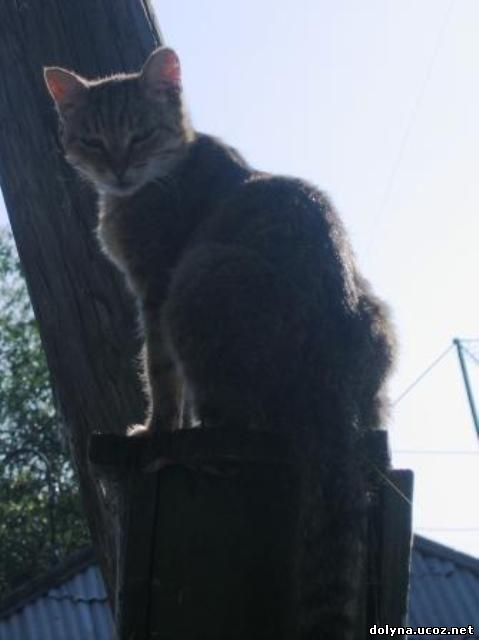кошки